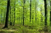 Els boscos gestionats absorbeixen més CO2
