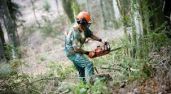 Convocatòria d’ajuts a la gestió forestal sostenible per a boscos de   titularitat privada – Convocatòria 2013