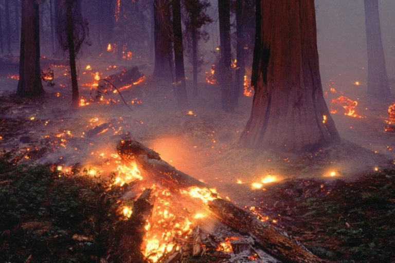 incendi-bosc-94