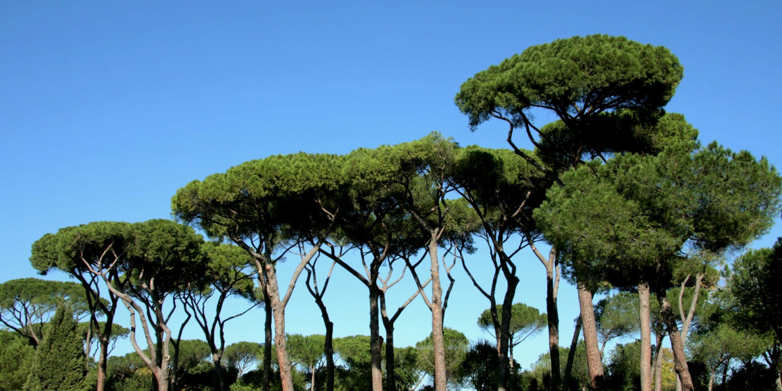 Pinus Pinea