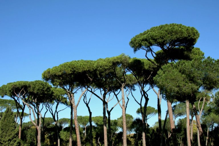 Pinus Pinea