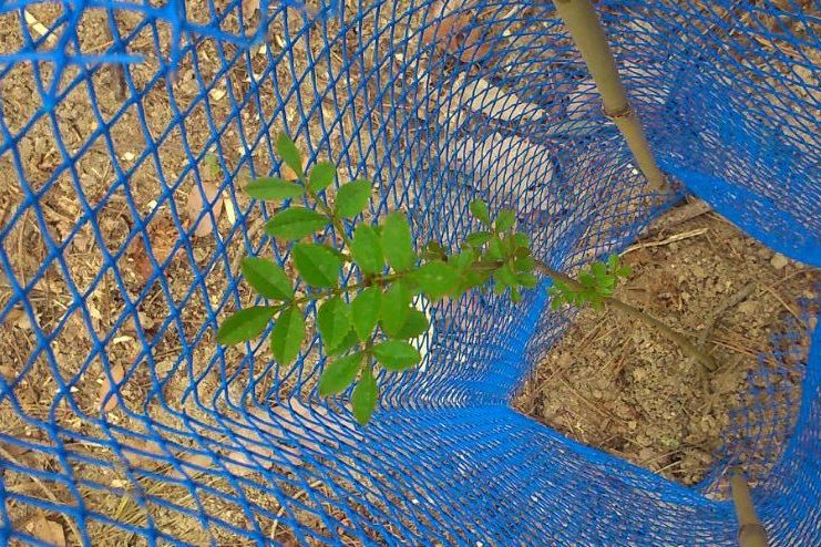 Plantació