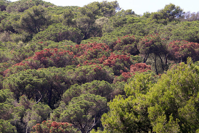 Vilassar de Dalt. Els pins malalts que es veuen en clapes de color marro sobretot al Baix Maresme