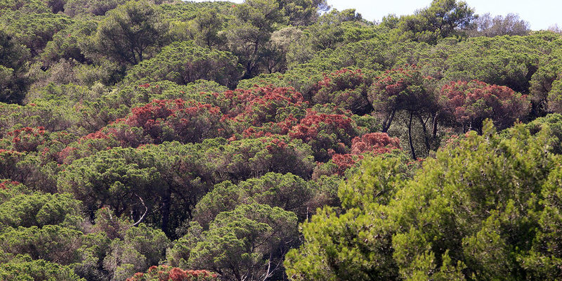 Vilassar de Dalt. Els pins malalts que es veuen en clapes de color marro sobretot al Baix Maresme