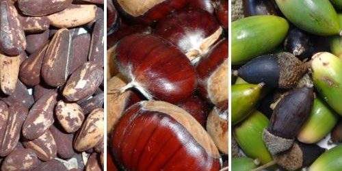 castanya, agla, pinyo