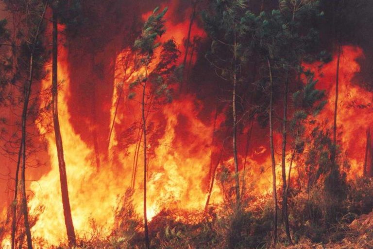 incendi forestal