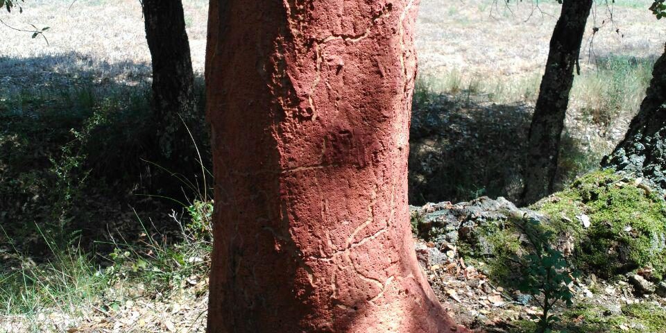 photo_2017-06-21_12-11-45