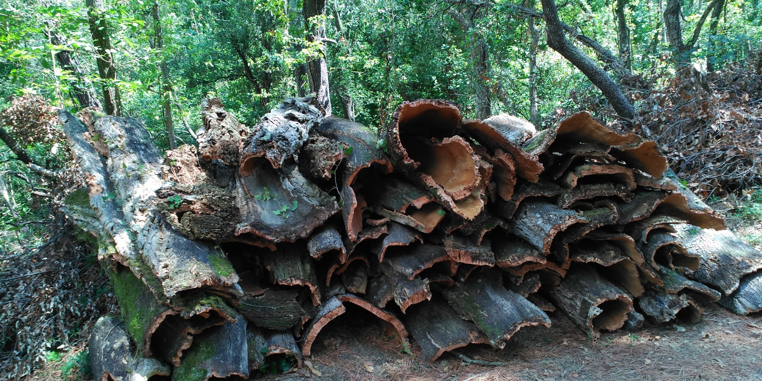 Can Mora jul2017 (4)