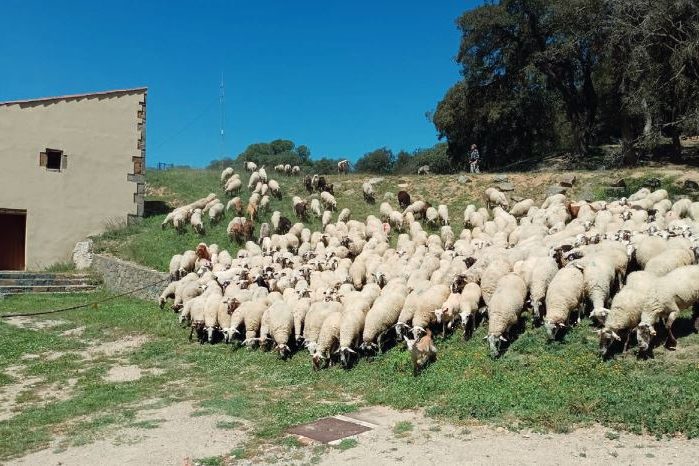 Atzavara